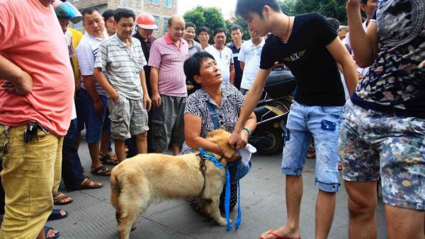 "Save a dog" Paylaşımı Nedir? "Save a dog" Bağışı Nasıl ...